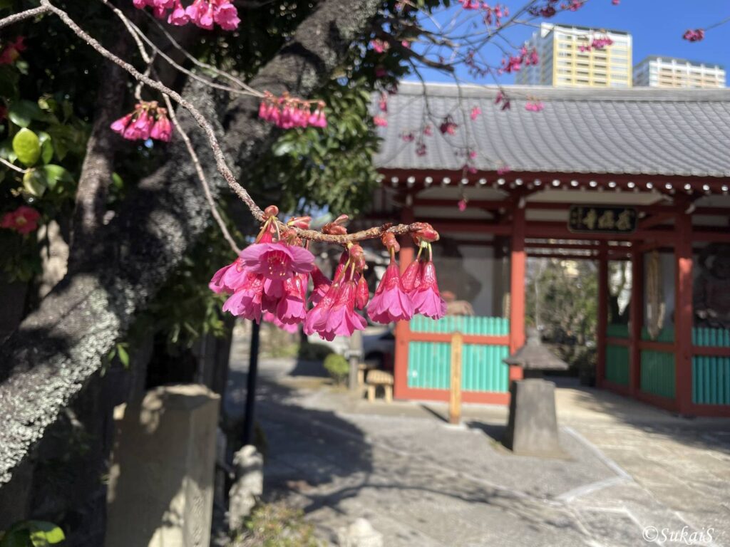 養福寺