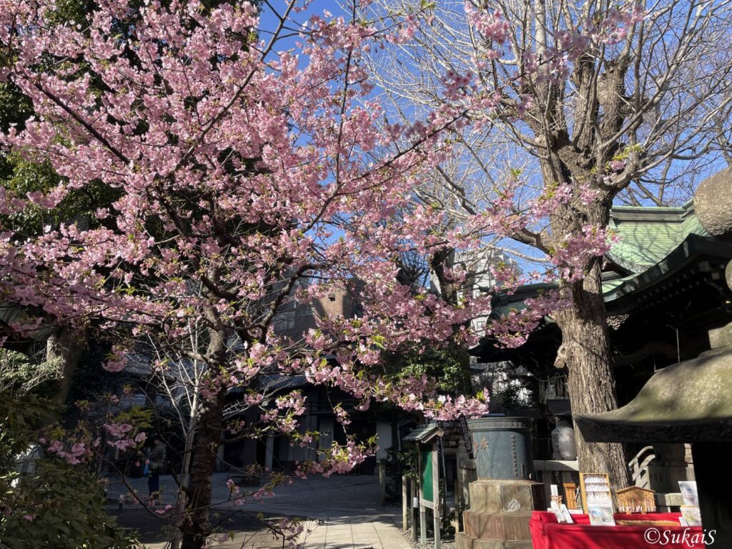 早咲きの桜