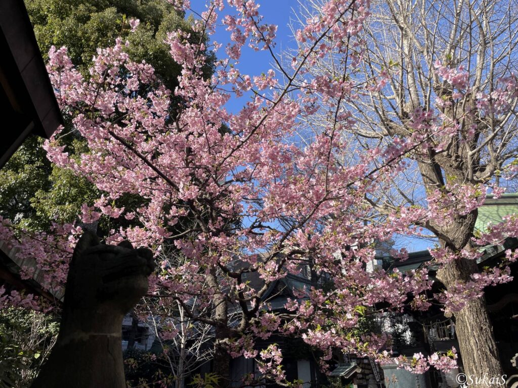 早咲きの桜
