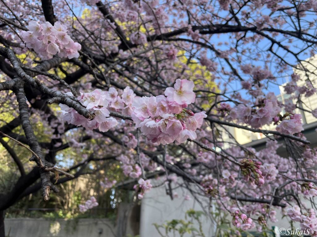 上野公園の大寒桜