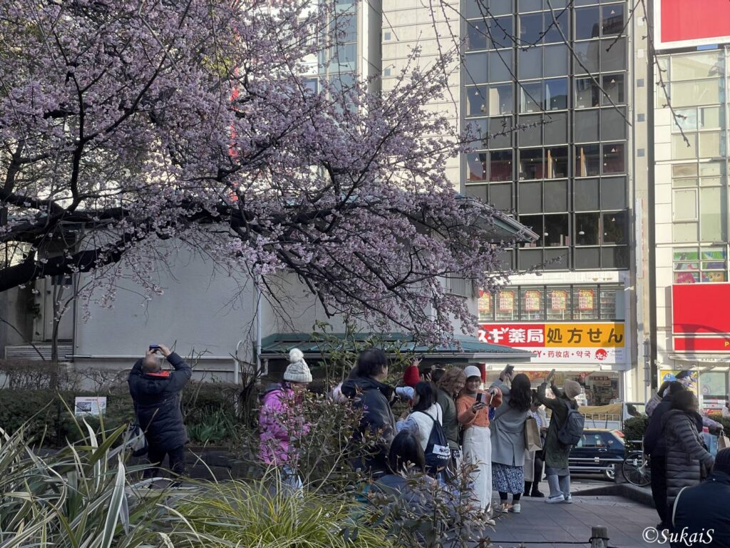大寒桜にカメラを向ける人