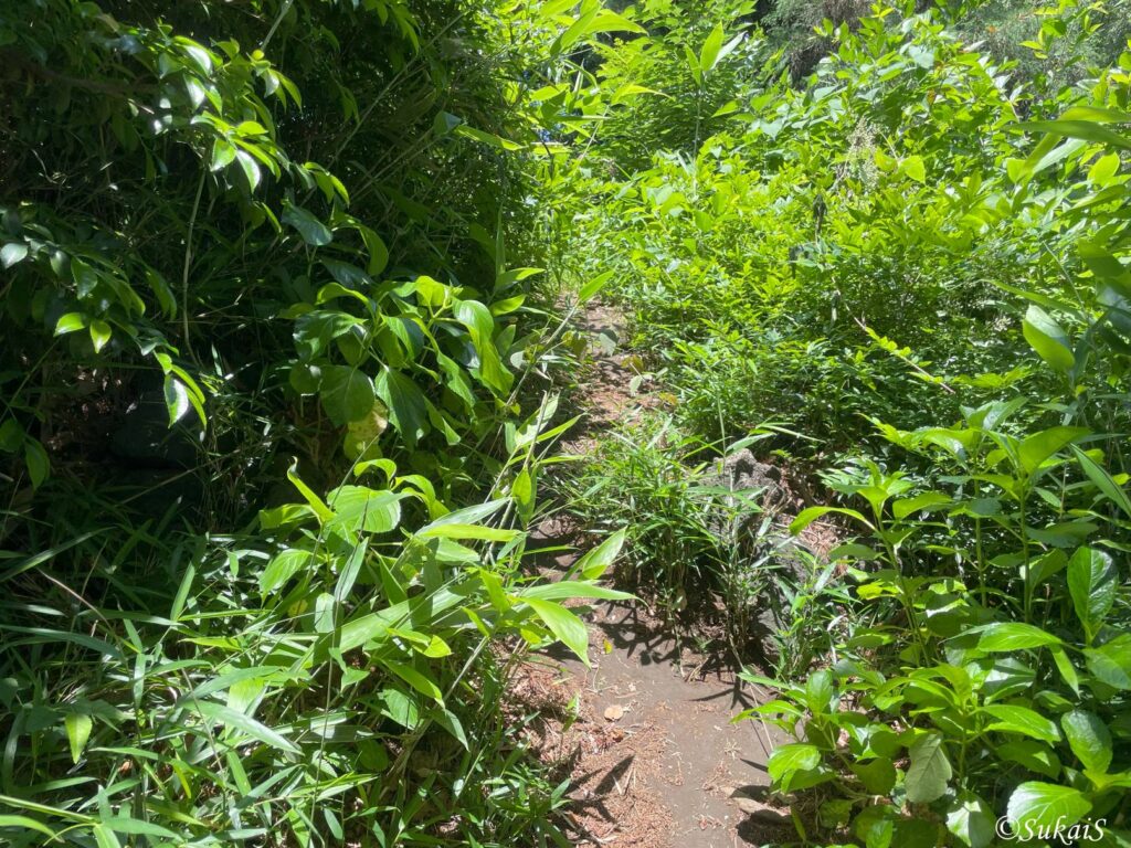富士塚山頂への道
