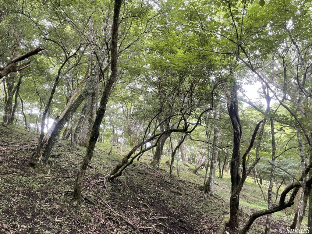 切通峠近く