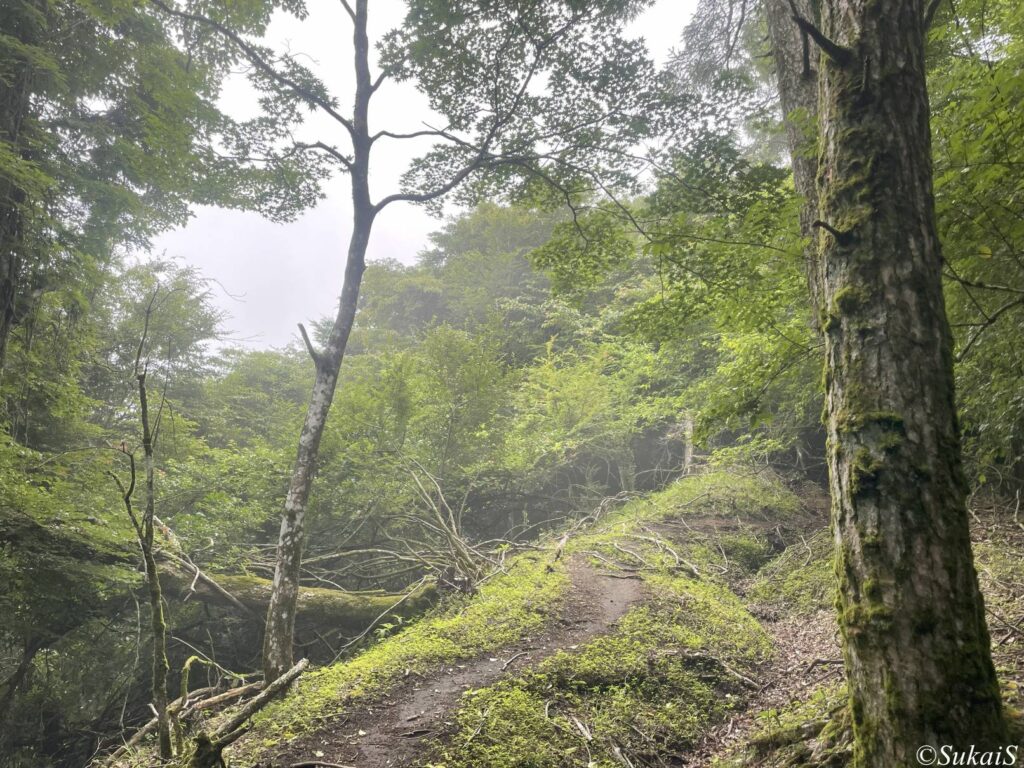 ガスがかかる森