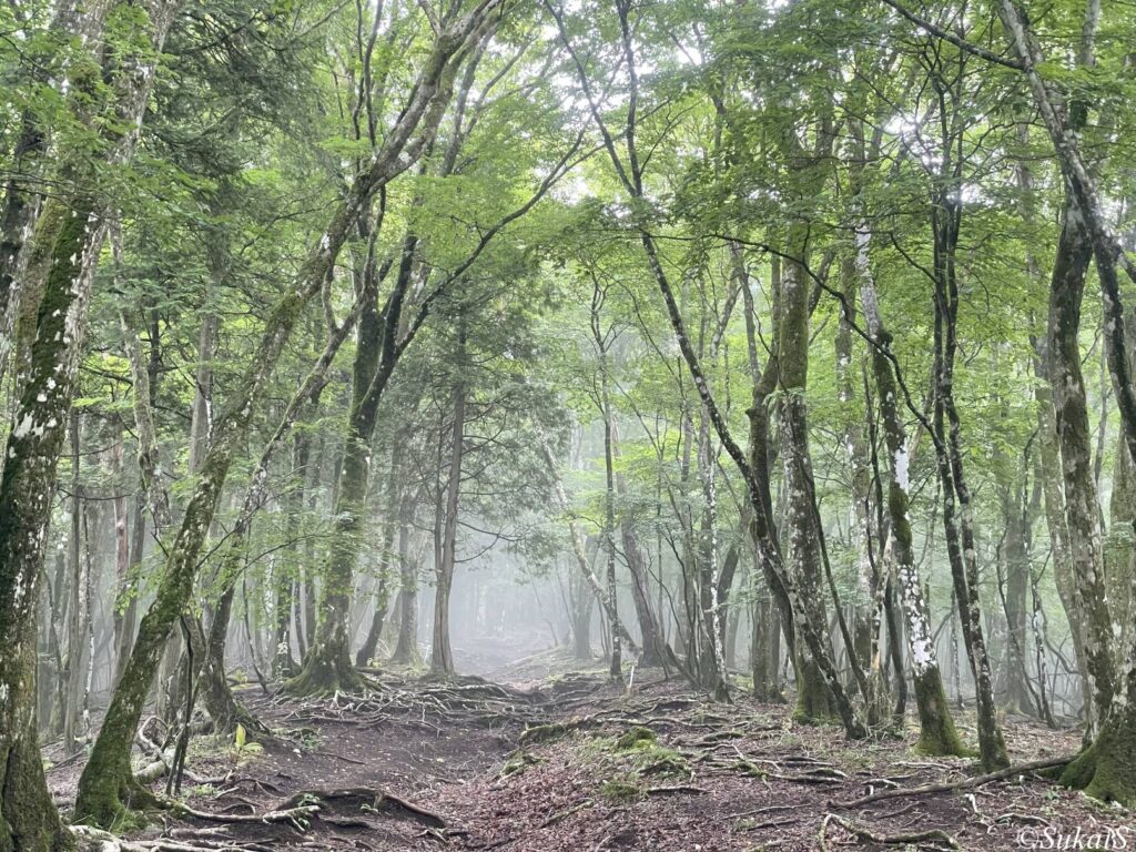 ガスがかかる森