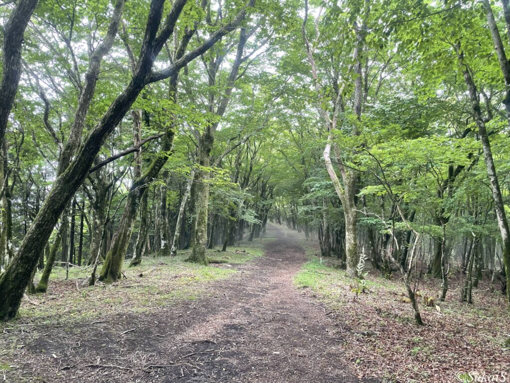 尾根の道