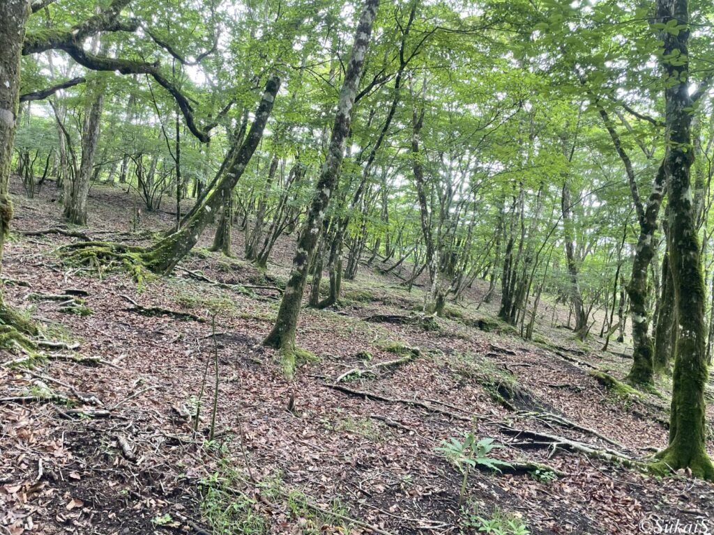 三国山への登りの斜面