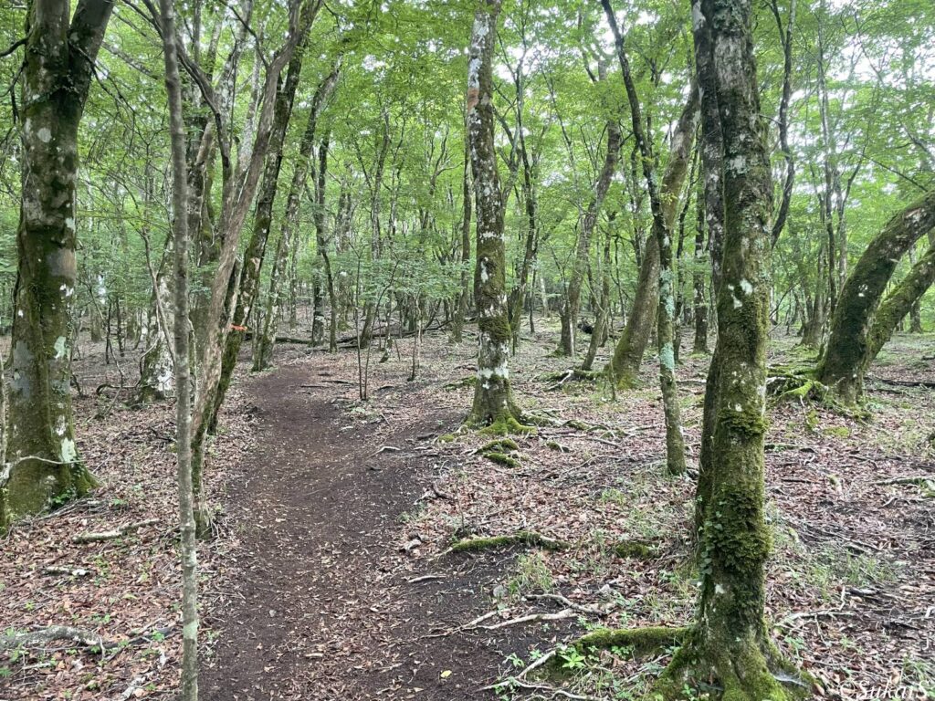 三国山への登り斜面