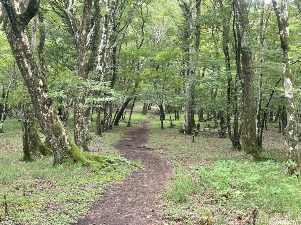 歩きやすい尾根道