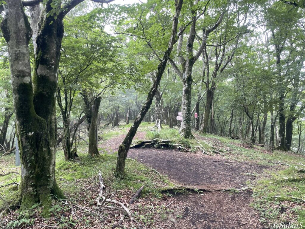 大洞山山頂