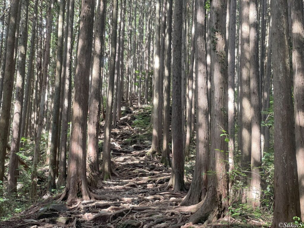 陣馬山への登り