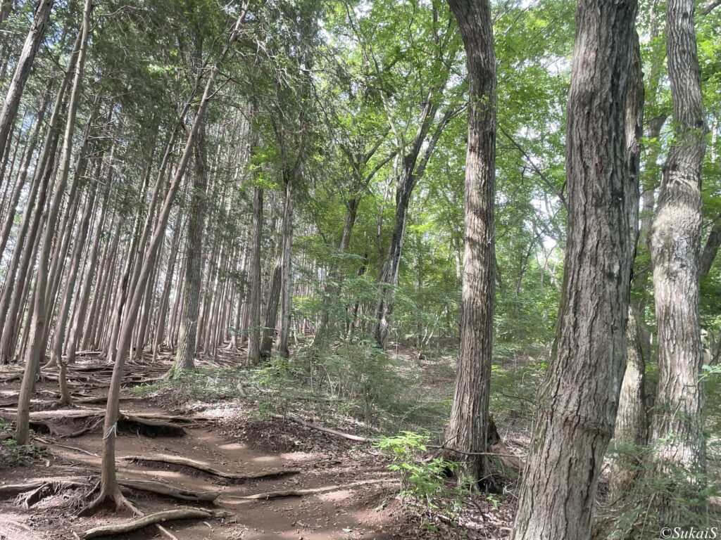 陣馬山への登り