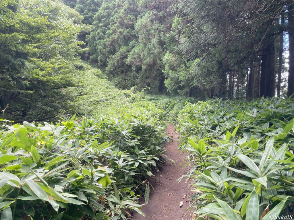 植物が茂っている場所