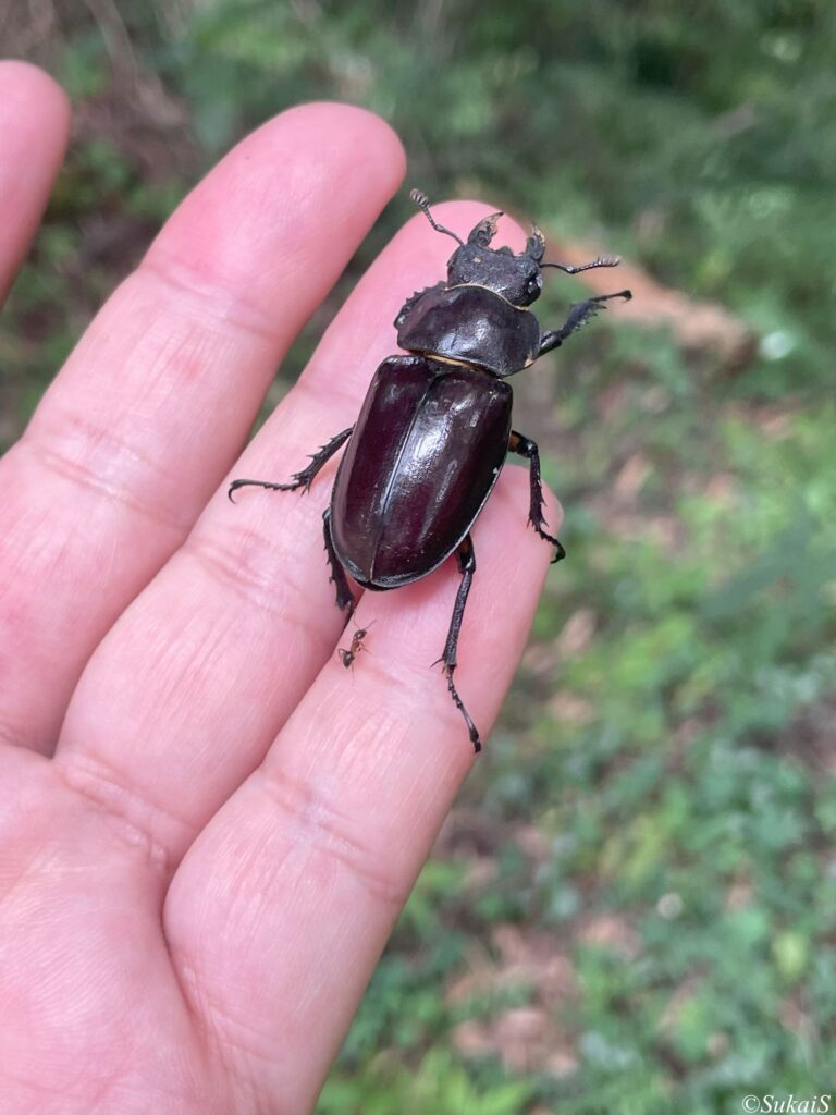クワガタがいた