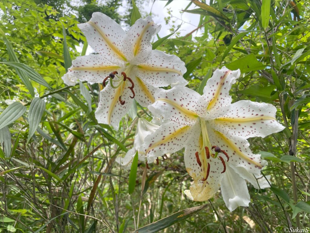 ユリの花