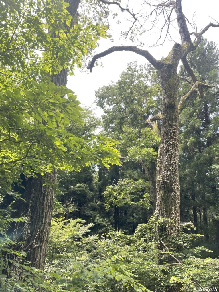立ち木枯れ