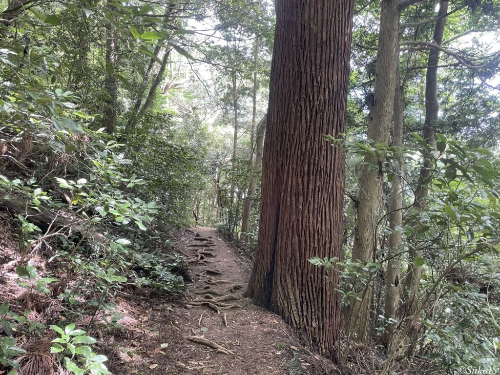 3号路の巨木