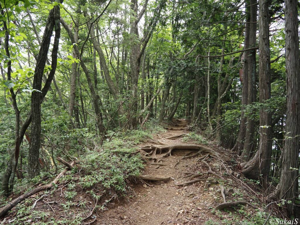 針葉樹と広葉樹の森