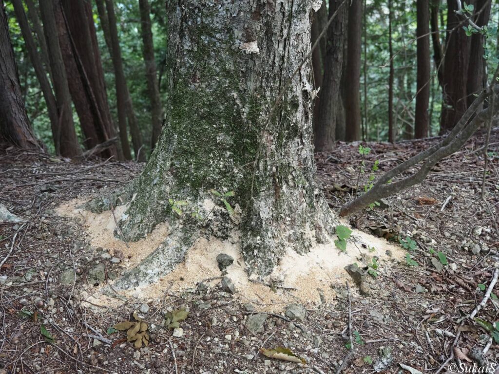ナラ枯れの原因?