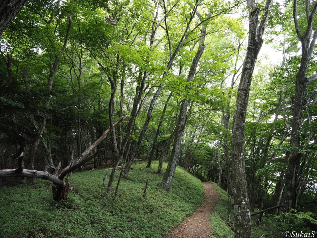 広葉樹の林