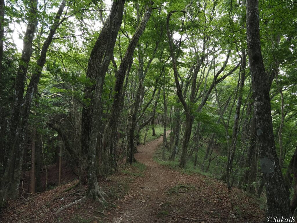 広葉樹の森