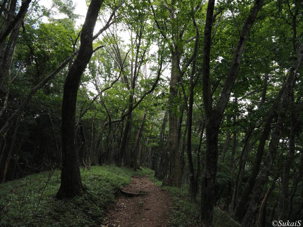 枯れ木が目立つ