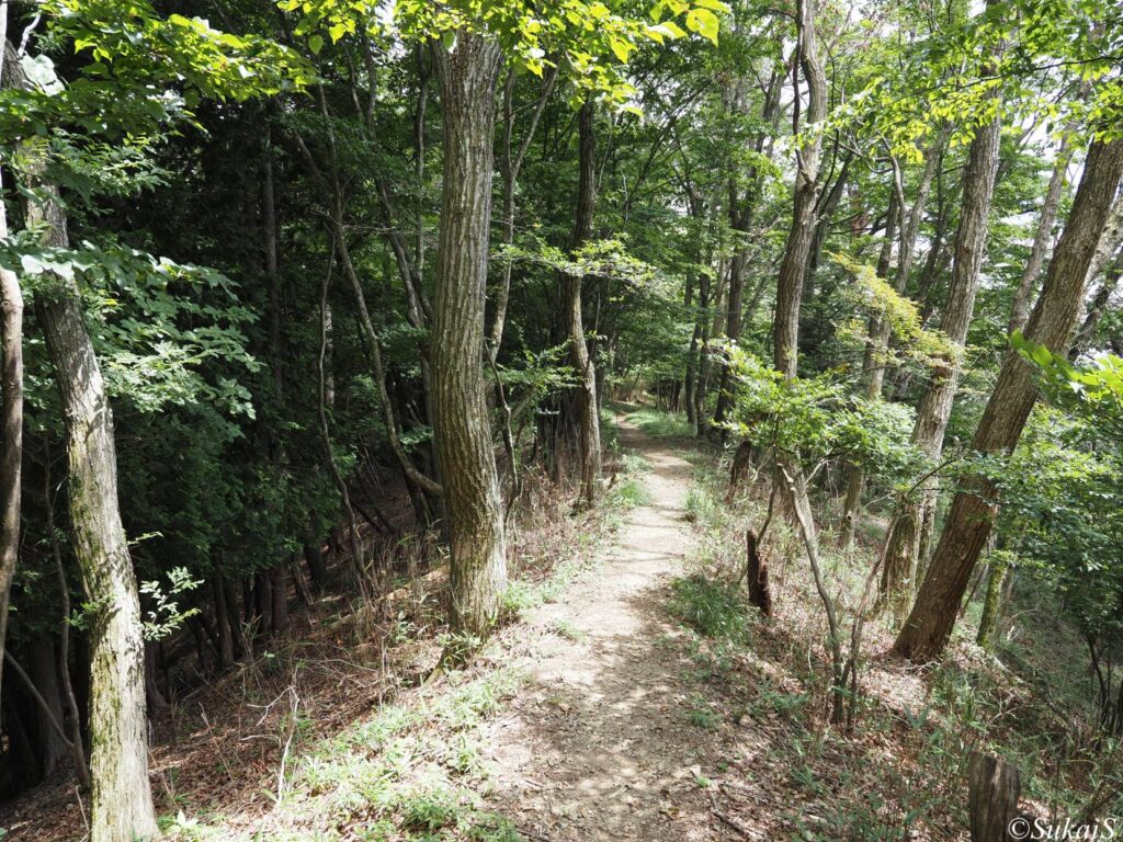 大岳山から南の尾根道