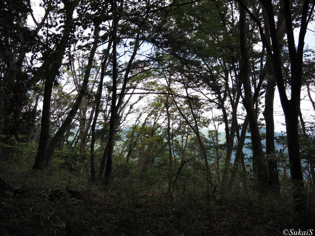 枯れ木で明るくなる森