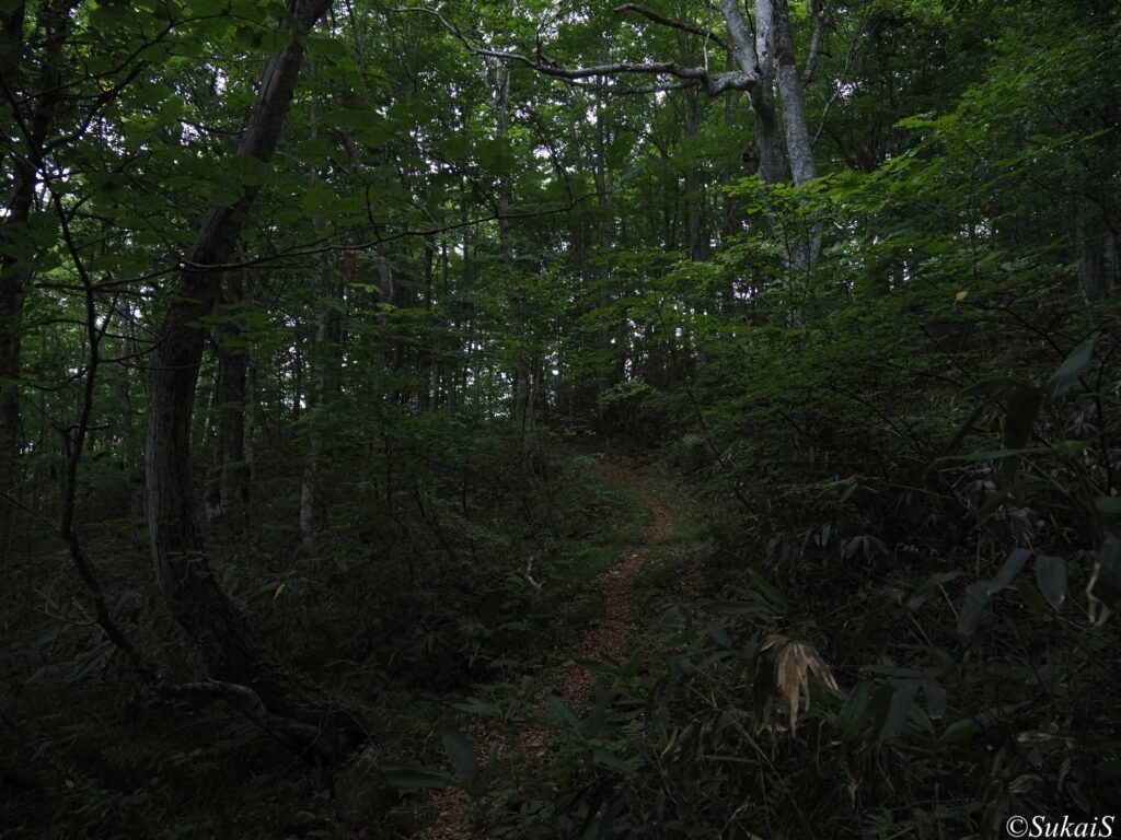 早朝のブナの濃い森