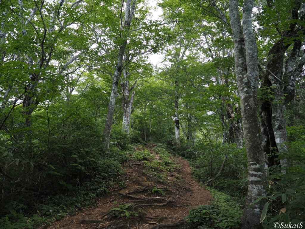 尾根筋