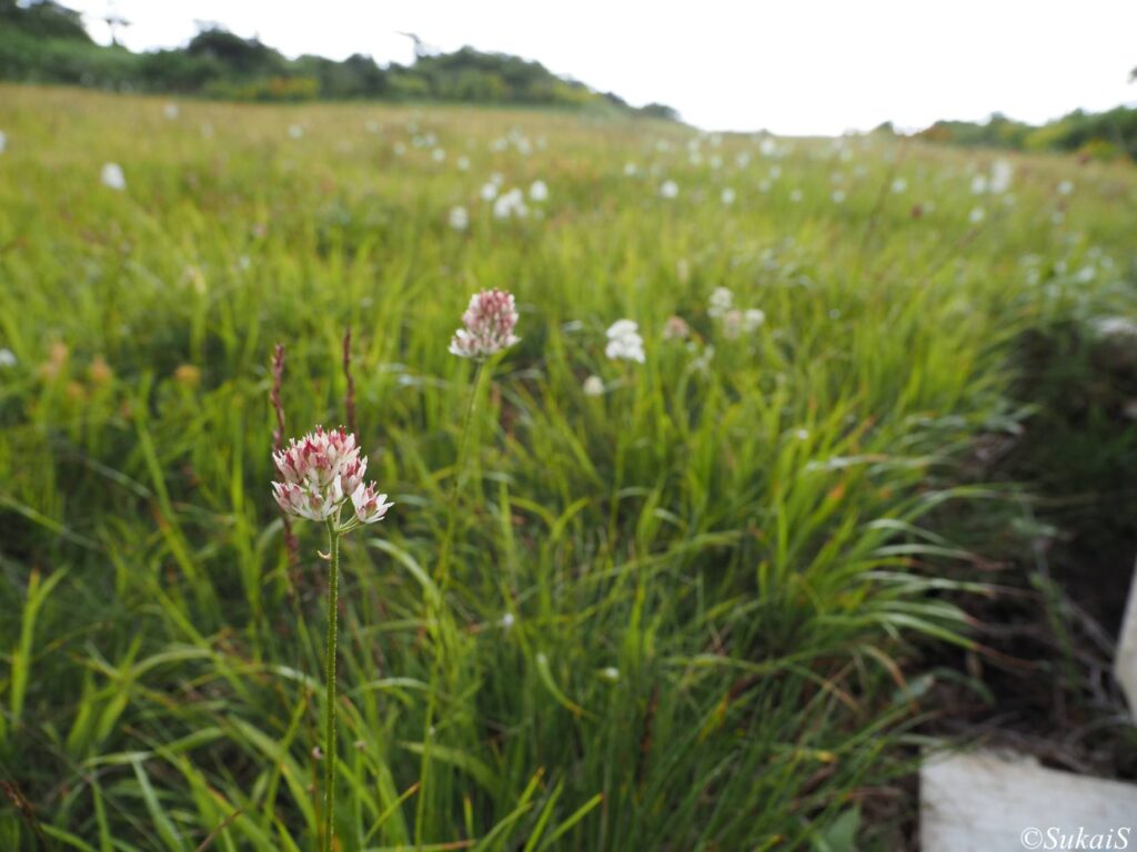 花が咲いているとカメラを向けたくなる。