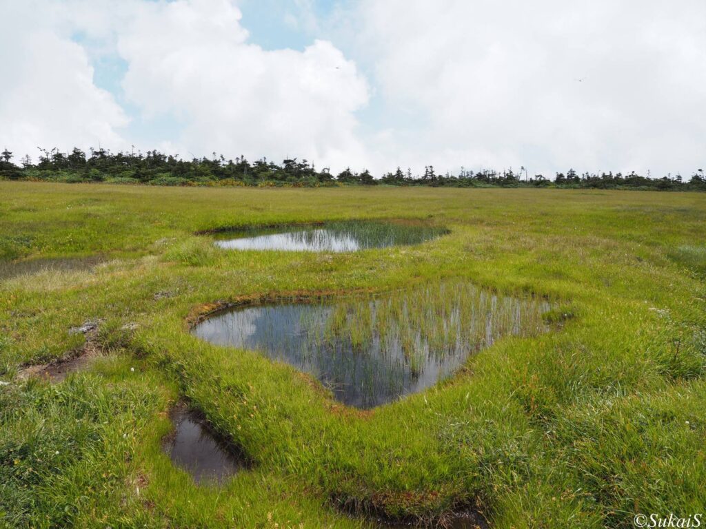 昌次新道の方角の湿原