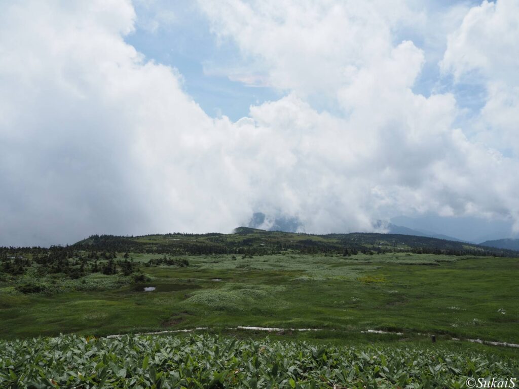広大に広がる山頂湿原
