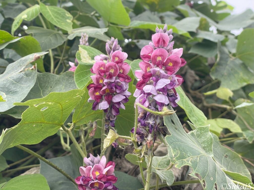 クズの花