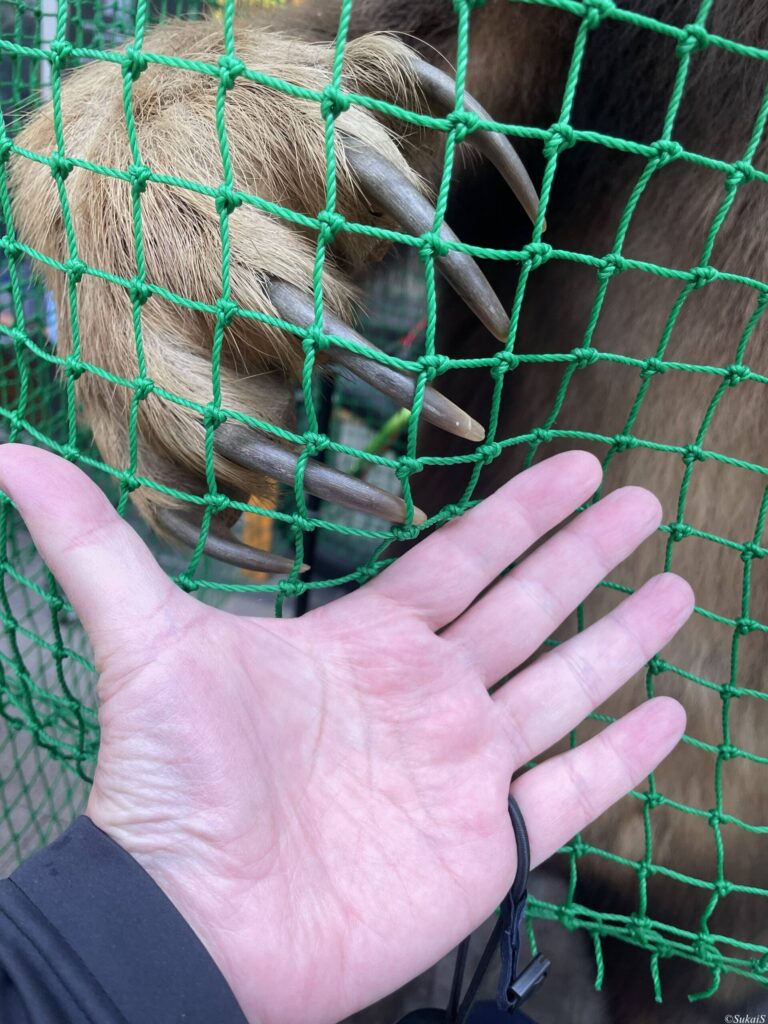 ヒグマの爪