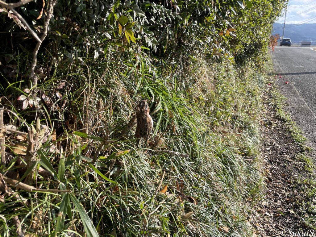 モズのはやにえ