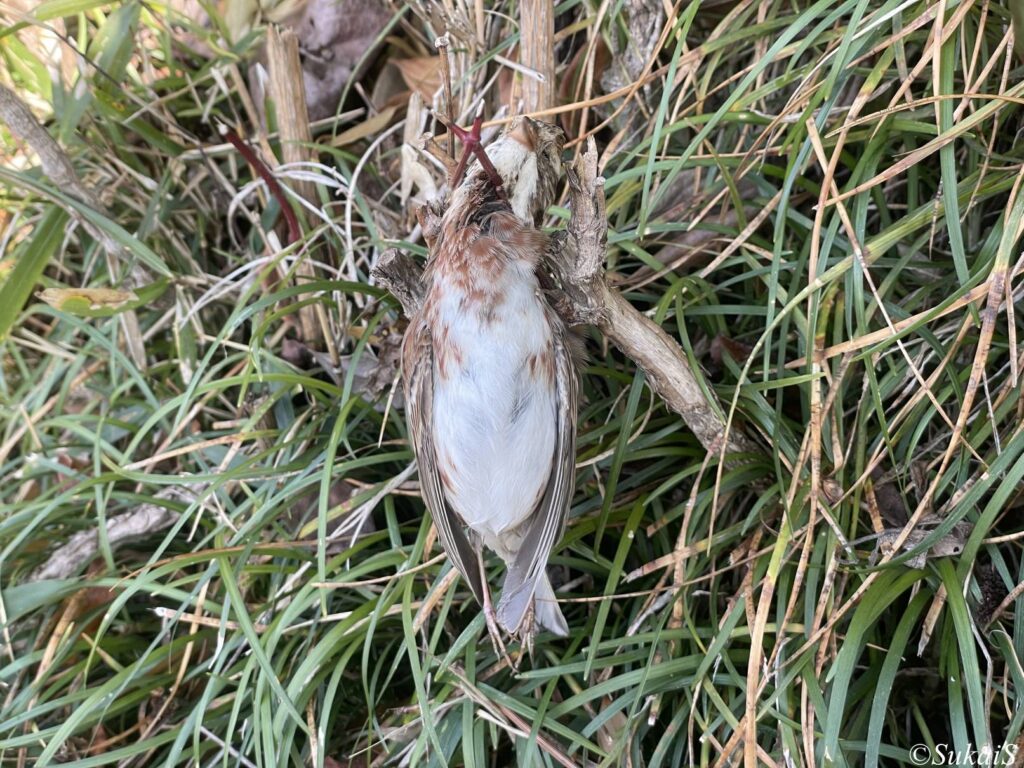 モズのはやにえ