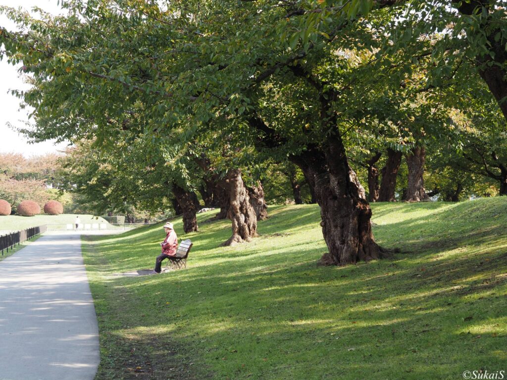 五稜郭の桜の木