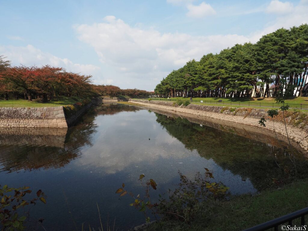 五稜郭の松の木