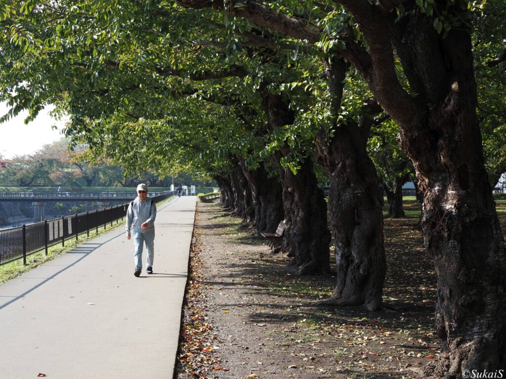 五稜郭の桜の木