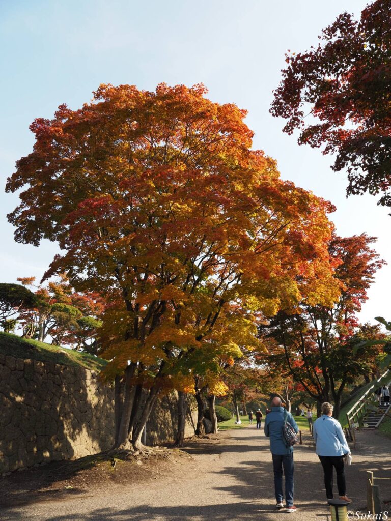 五稜郭の紅葉