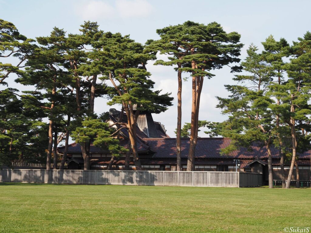 五稜郭の内側の松の木