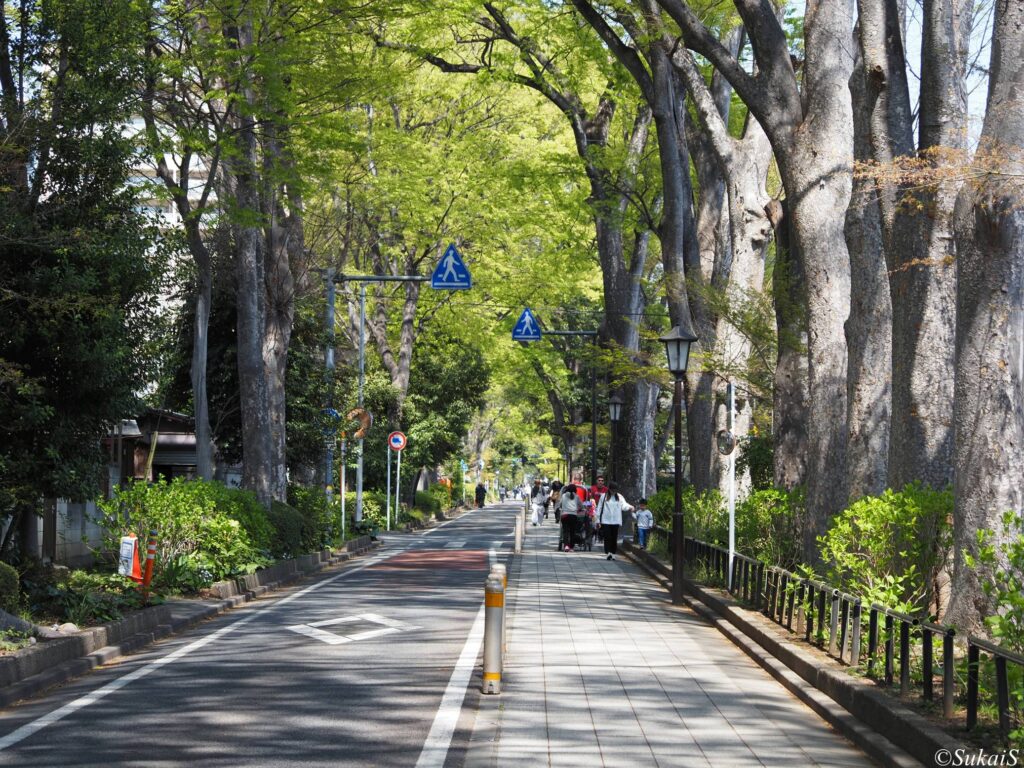 氷川神社の参道