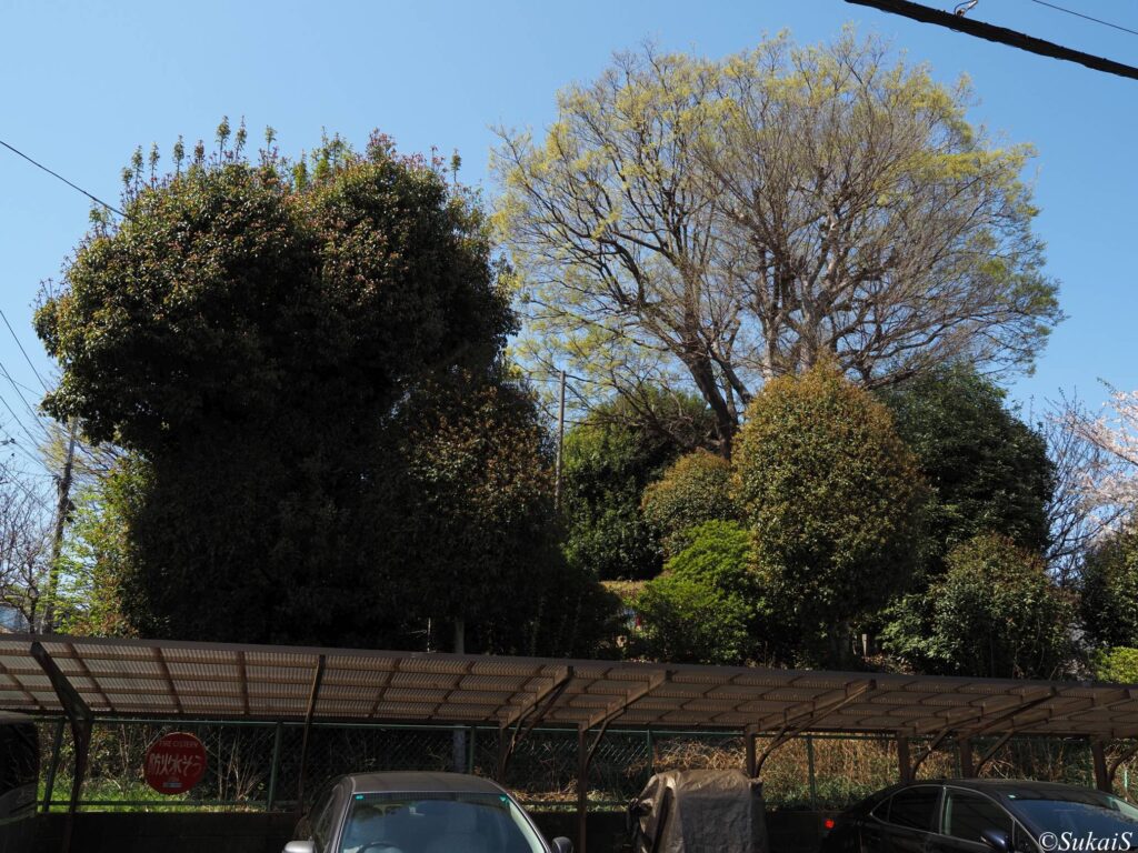 北側から見た浅間神社