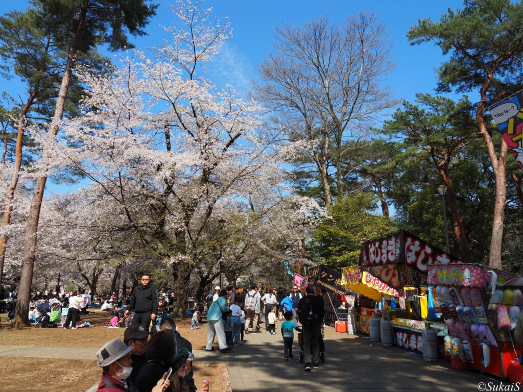 大宮公園の桜と出店