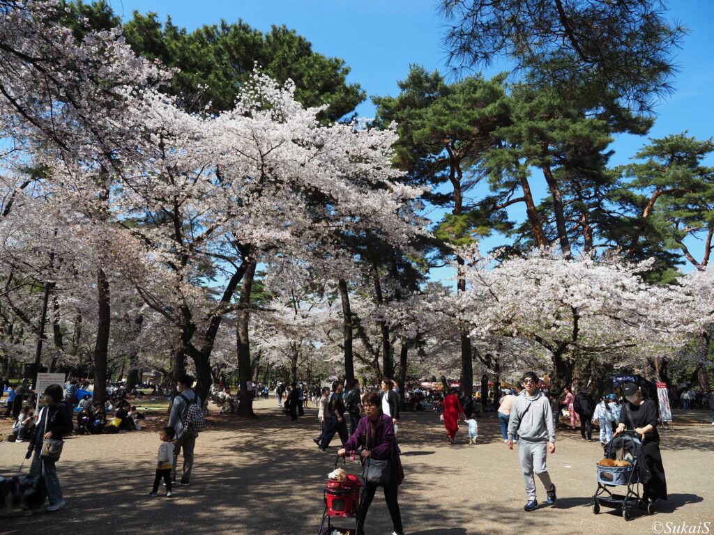 大宮公園の桜