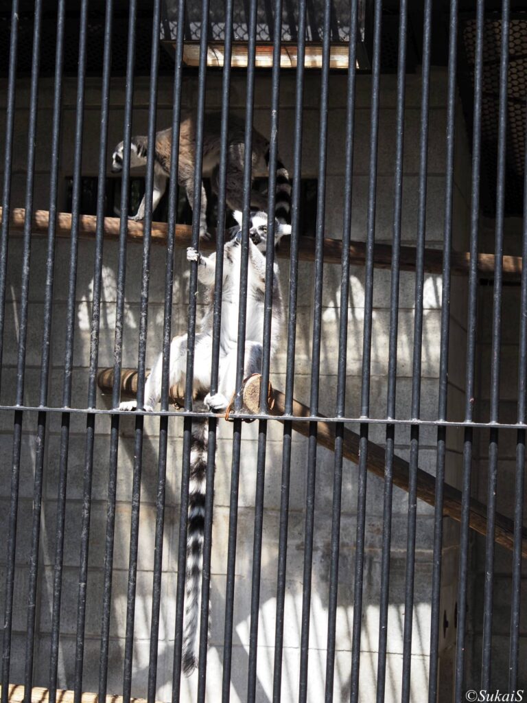 ワオキツネザル