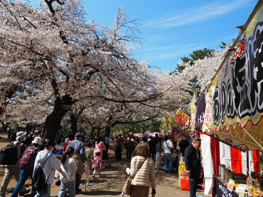 大宮公園の桜と出店