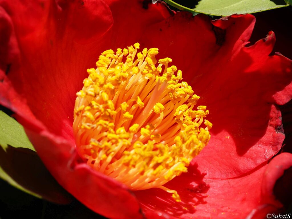 途中で見かけたツバキ