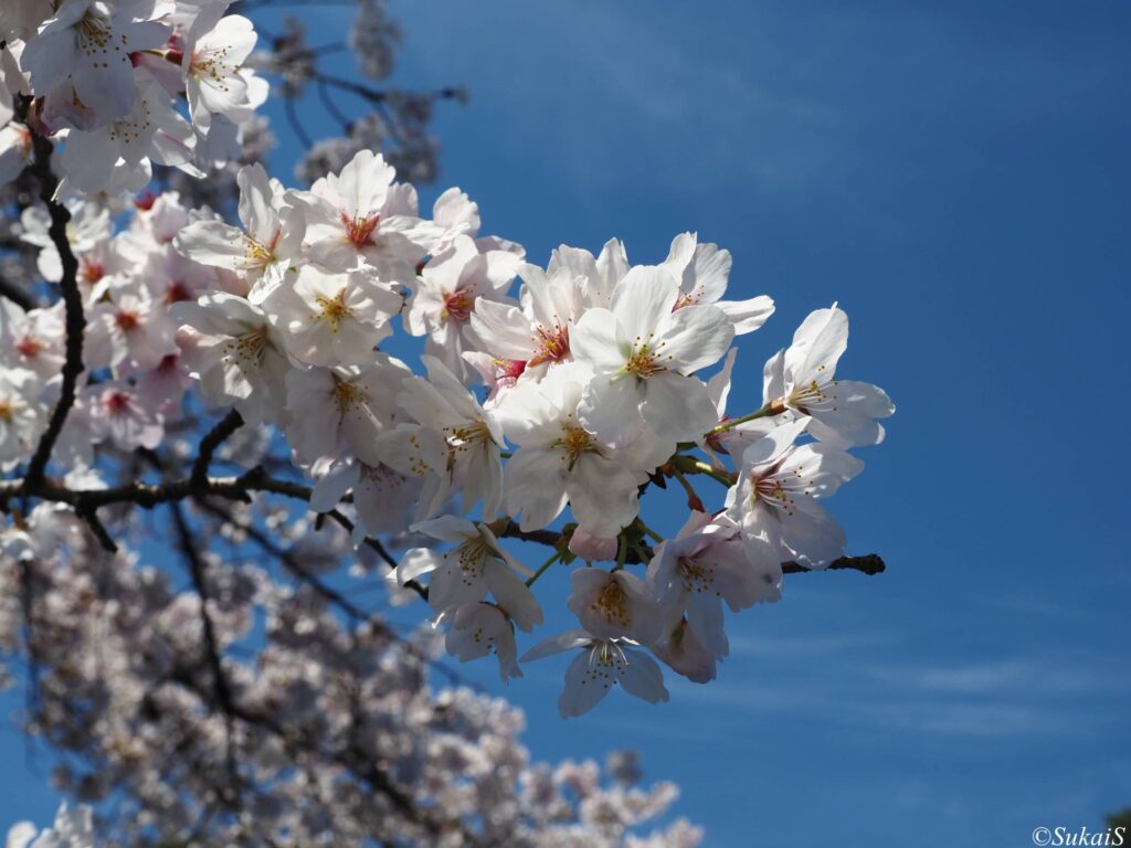 氷川神社の桜